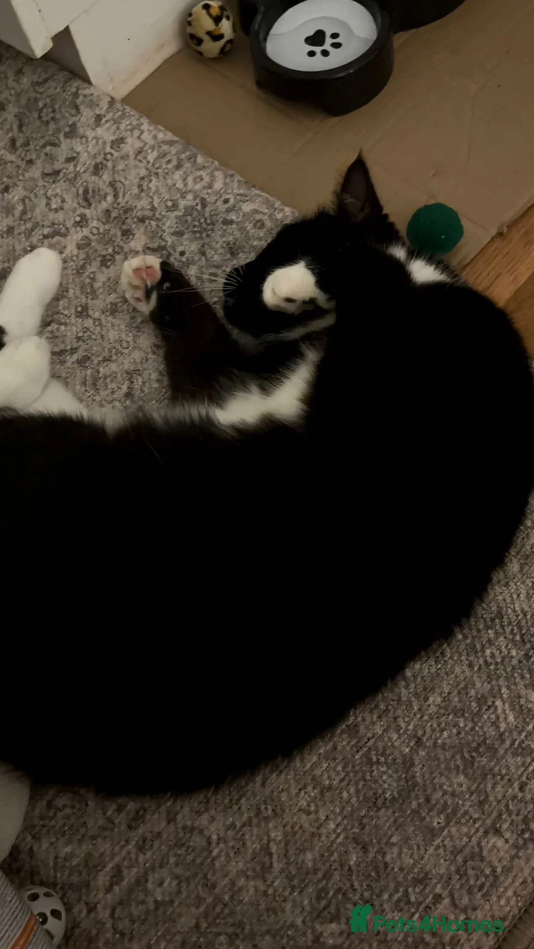 Mixed Breed cats for sale: URGENT - Sweet tuxedo male for sale in London - Advert 5