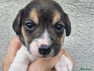 Jack Russell dogs for sale: Jack russell puppy's - Advert 1