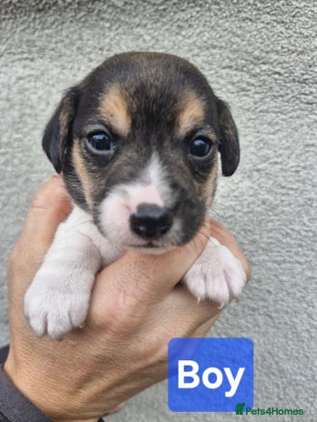 Jack Russell dogs Jack russell puppy's - Advert 9