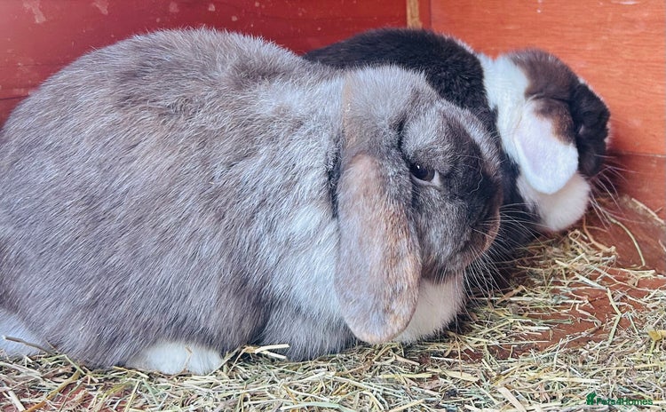 Mini Lop rabbits Two Beautiful Mini Lop Rabbits  - Advert 4