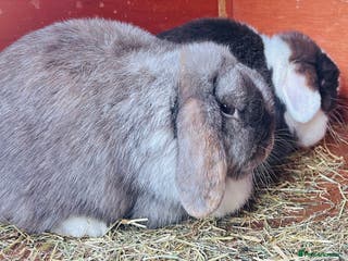 Mini Lop rabbits Two Beautiful Mini Lop Rabbits - Advert 15