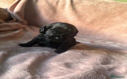 Shihpoo dogs for sale: Stunning Shihpoo’s ⭐️⭐️⭐️⭐️ - Image 6