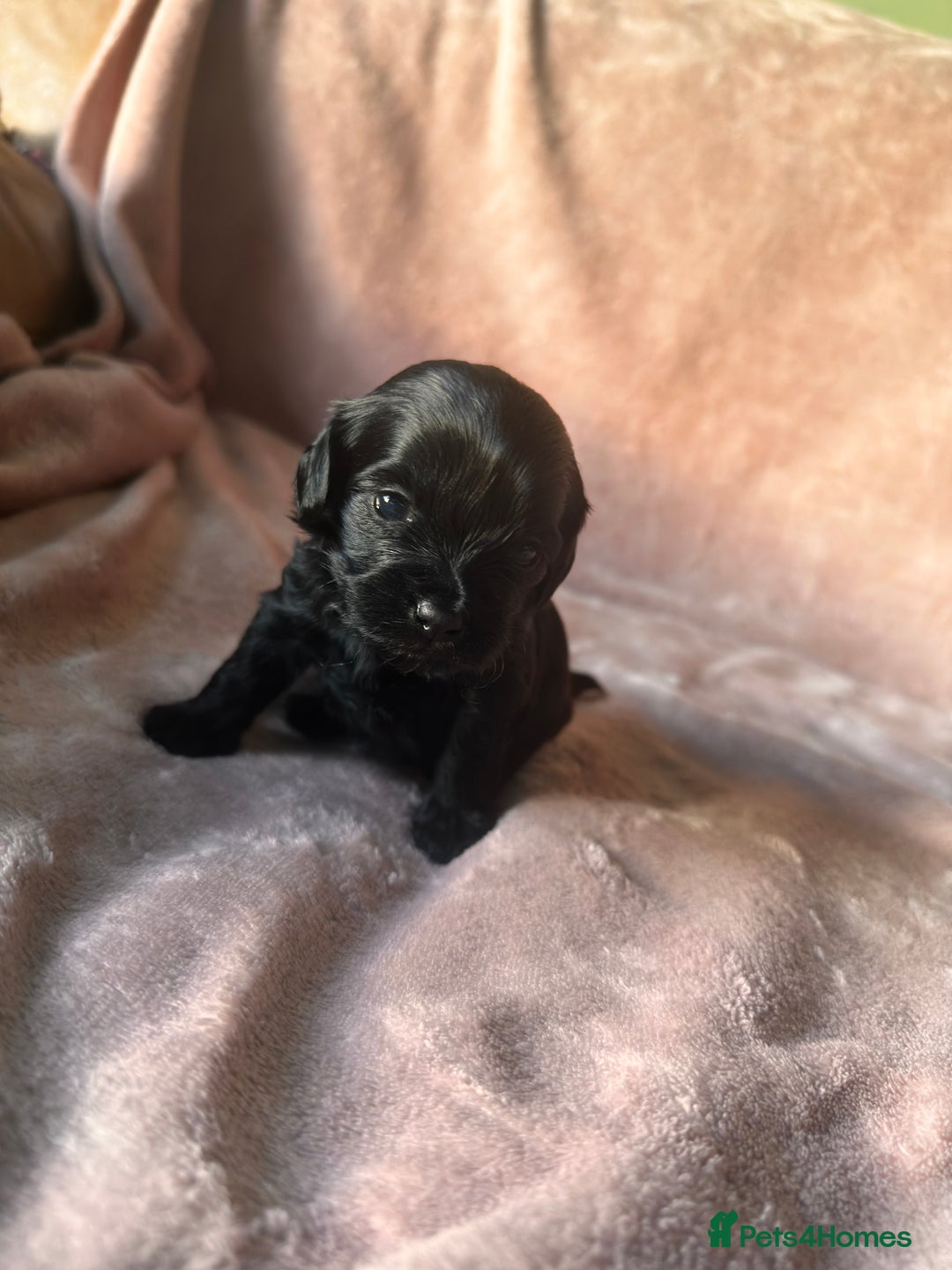 Shihpoo dogs for sale: Stunning Shihpoo’s ⭐️⭐️⭐️⭐️ - Image 6