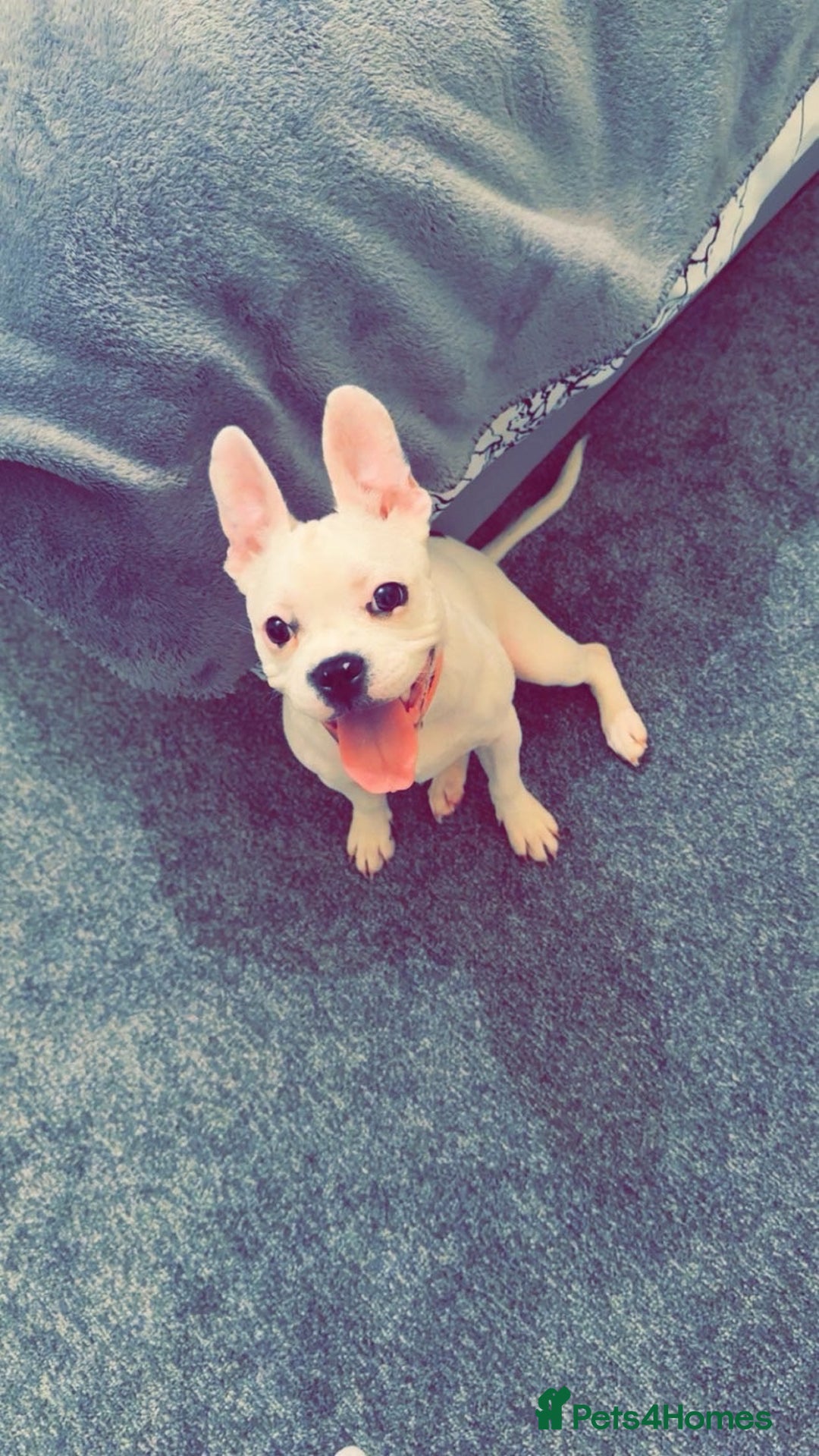 Mixed Breed dogs for sale: French bulldog cross staffy - Advert 1
