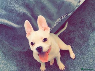 Mixed Breed dogs French bulldog cross staffy - Advert 8