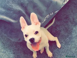 Mixed Breed dogs French bulldog cross staffy - Advert 12