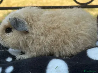 Guinea Pig rodents Guniea pigs - Advert 1