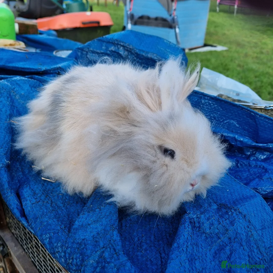 Lionhead rabbits for sale: 1 x baby lionhead rabbit left looking for new home - Advert 2