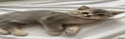 Scottish Fold cats for sale: Scottish Straight kittens in Edgware - Advert 14