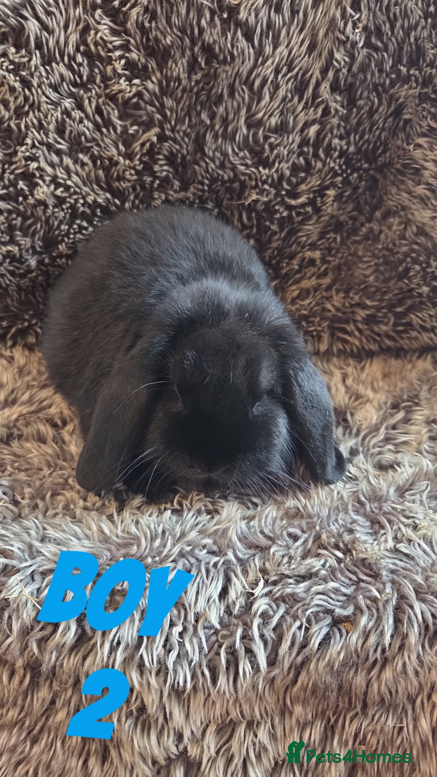 Mini Lop rabbits Cuddly Young Mini Lops - Advert 1