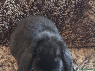 Mini Lop rabbits Cuddly Young Mini Lops - Advert 1