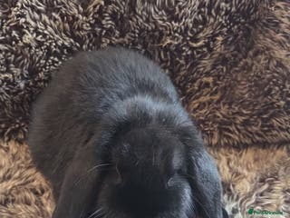 Mini Lop rabbits Last 2 SUPER FRIENDLY Mini Lop Boys - Advert 17
