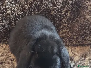 Mini Lop rabbits Last 2 SUPER FRIENDLY Mini Lop Boys - Advert 20