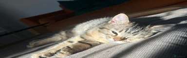 British Shorthair/Tabby Bengal 