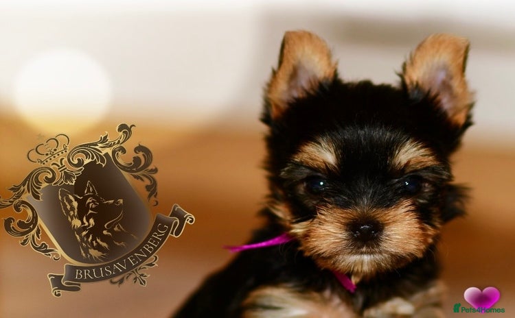 Yorkshire Terrier dogs - Advert 2