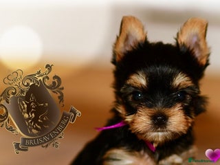 Yorkshire Terrier dogs - Advert 33