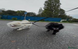 Pomeranian dogs for adoption: Gorgeous Older Poms for adoption - Image 2