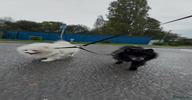 Pomeranian dogs Gorgeous Older Poms for adoption - Advert 12