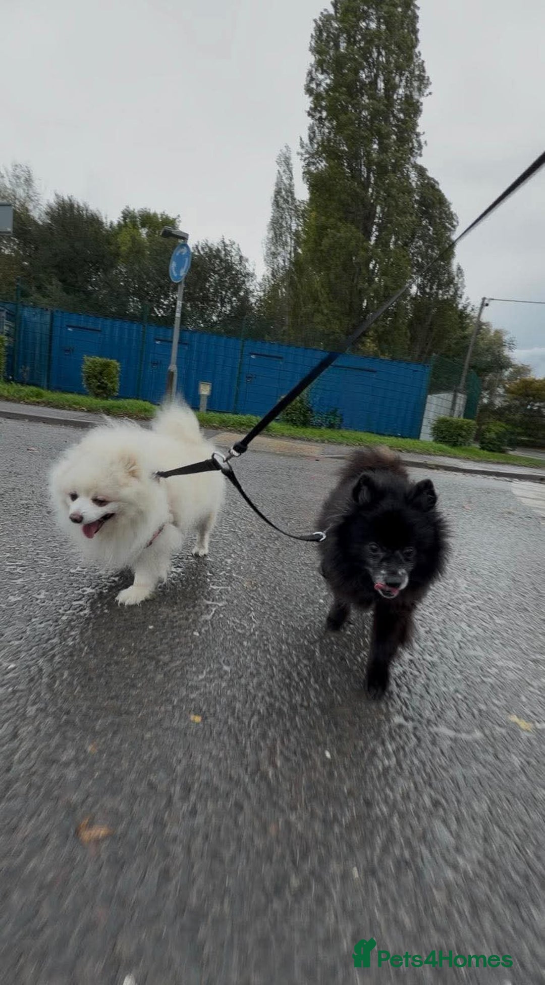 Pomeranian dogs for adoption: Gorgeous Older Poms for adoption - Image 2