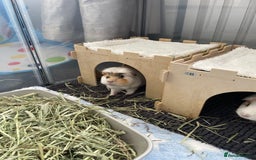 Guinea Pig rodents for sale: Two beautiful & very friendly female Guinea Pigs - Image 5