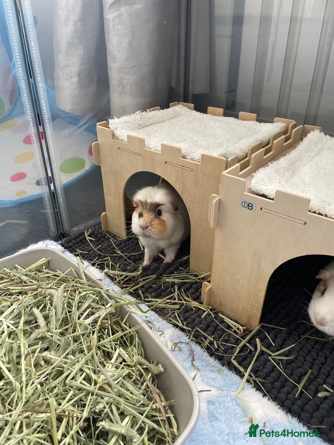 Guinea Pig rodents for sale: Two beautiful & very friendly female Guinea Pigs - Image 5