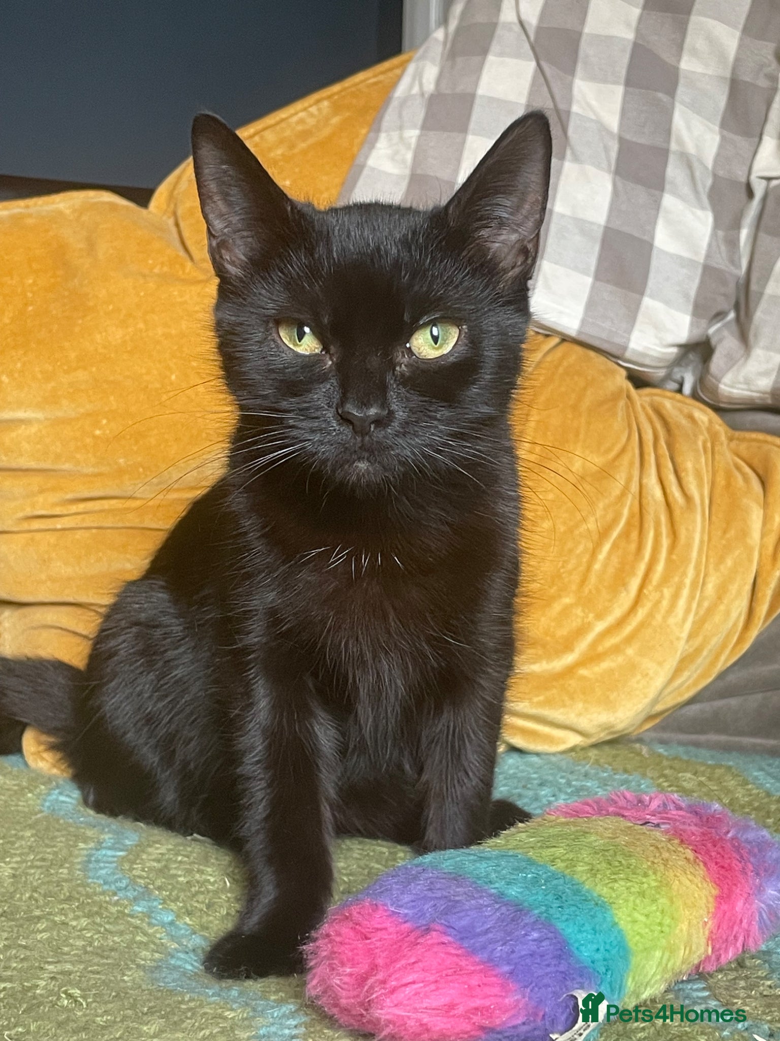Domestic Shorthair cats Star, 8 month old girl  - Advert 7
