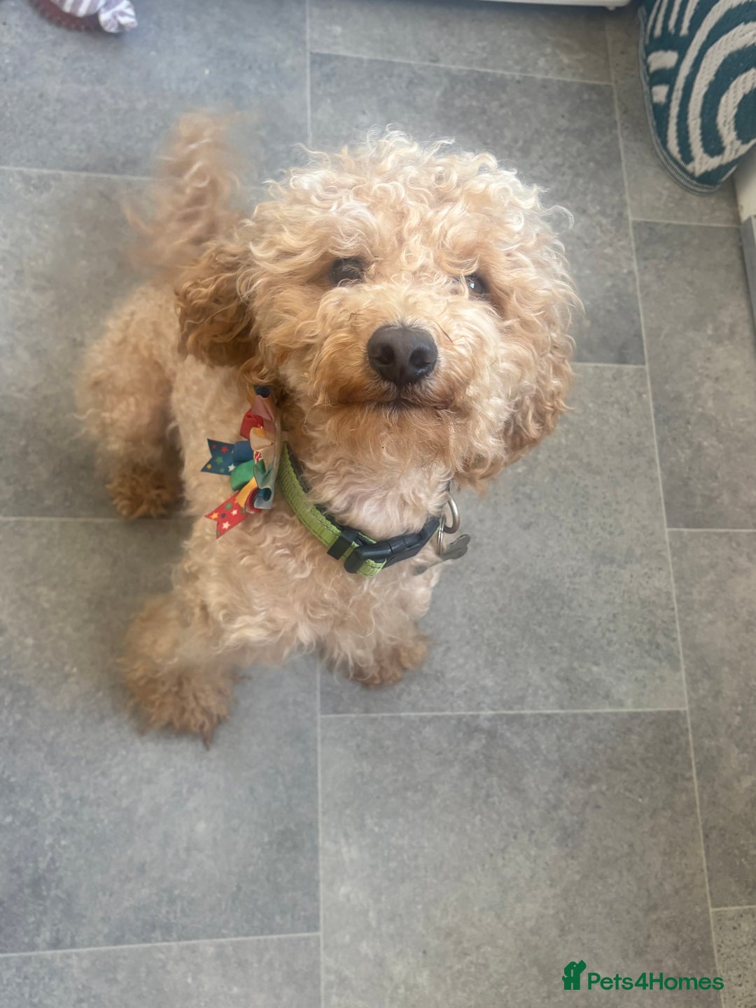 Shihpoo dogs for sale: Shihpoo 3 boys/1 girl - Advert 6