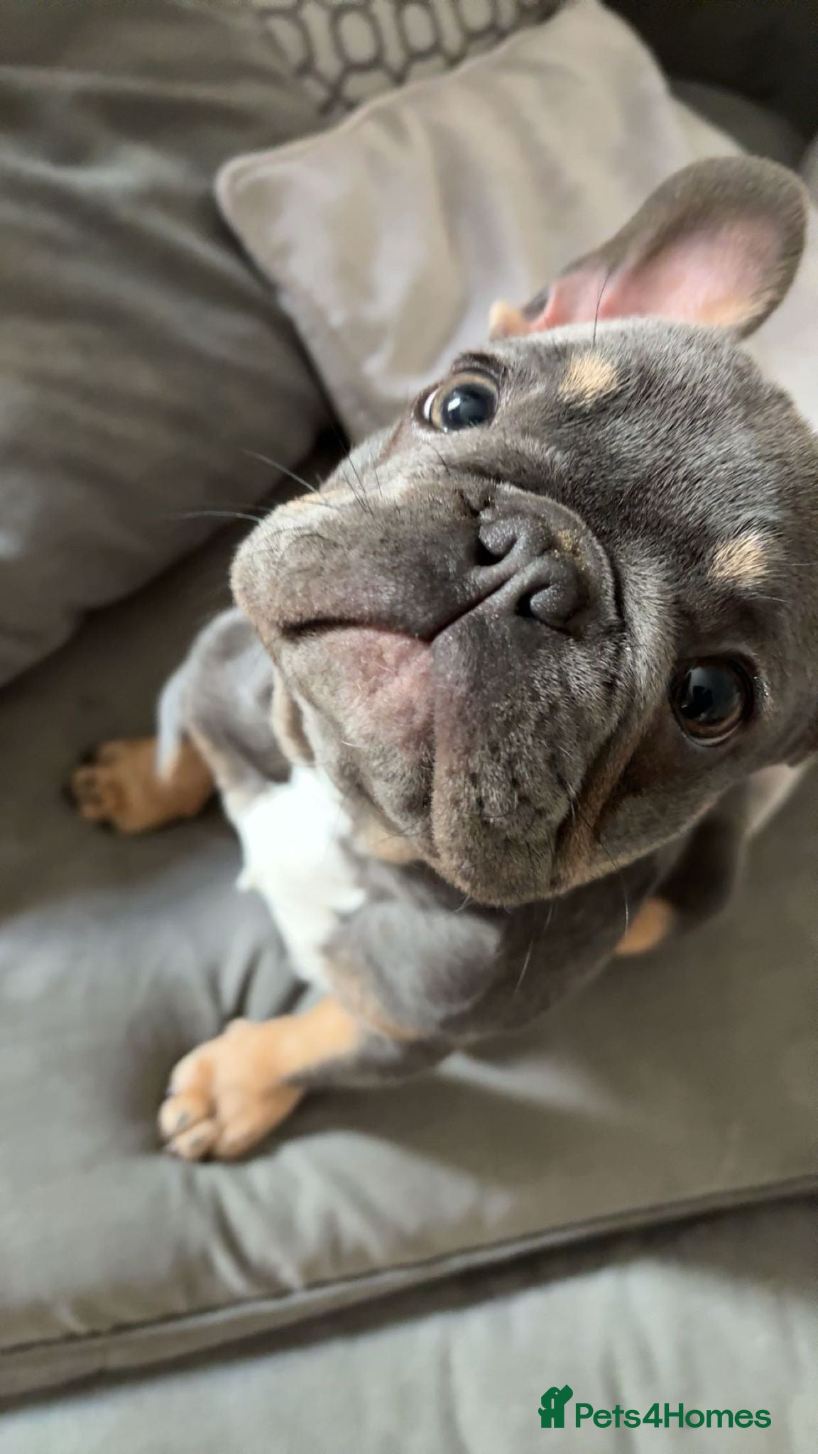 French Bulldog dogs 🐾 FRENCH BULLDOG STUD – MEET REGGIE! 🐾 - Advert 6