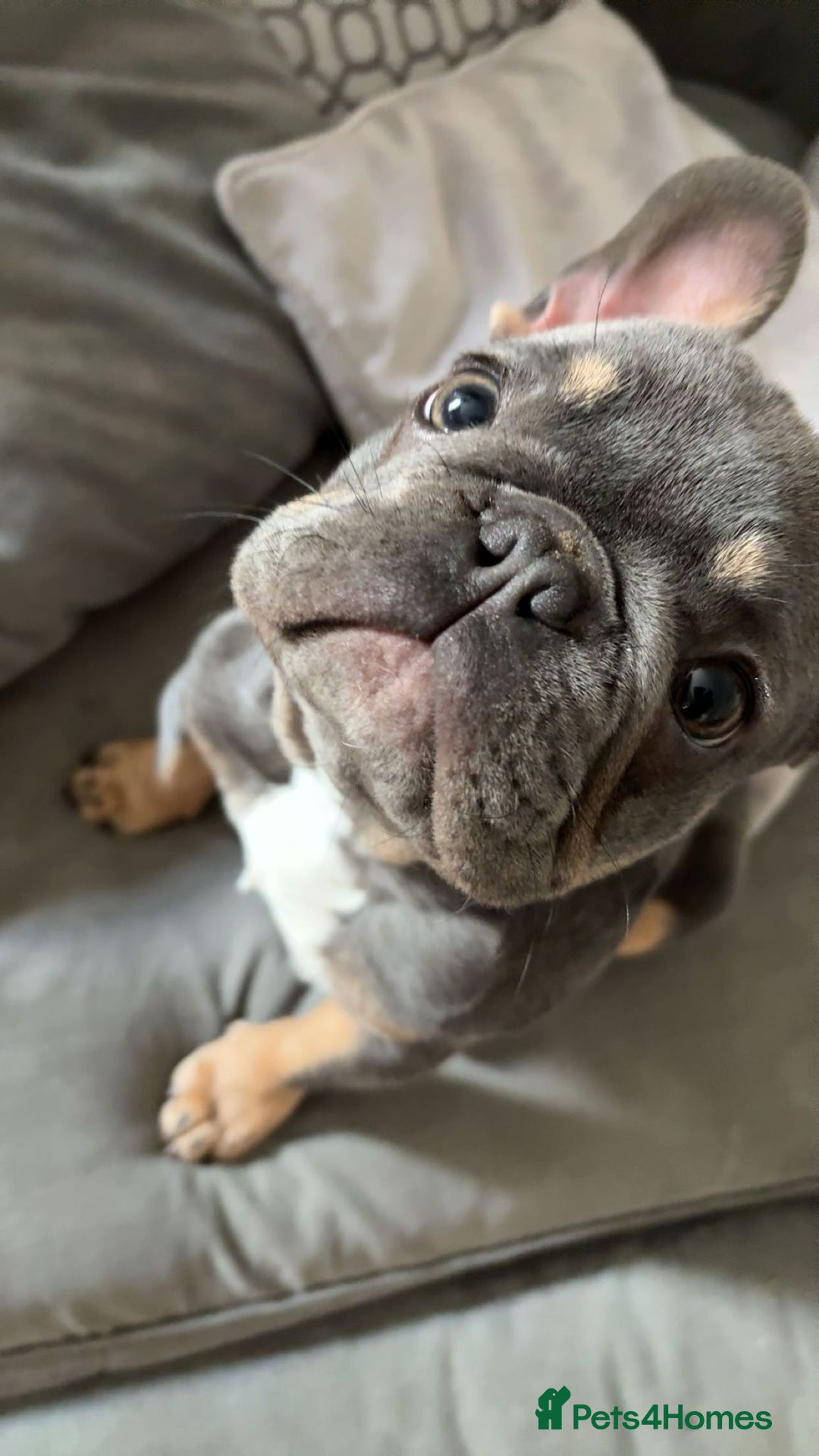 French Bulldog dogs for stud: 🐾 FRENCH BULLDOG STUD – MEET REGGIE! 🐾 - Advert 1
