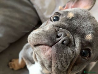 French Bulldog dogs 🐾 FRENCH BULLDOG STUD – MEET REGGIE! 🐾 - Advert 2