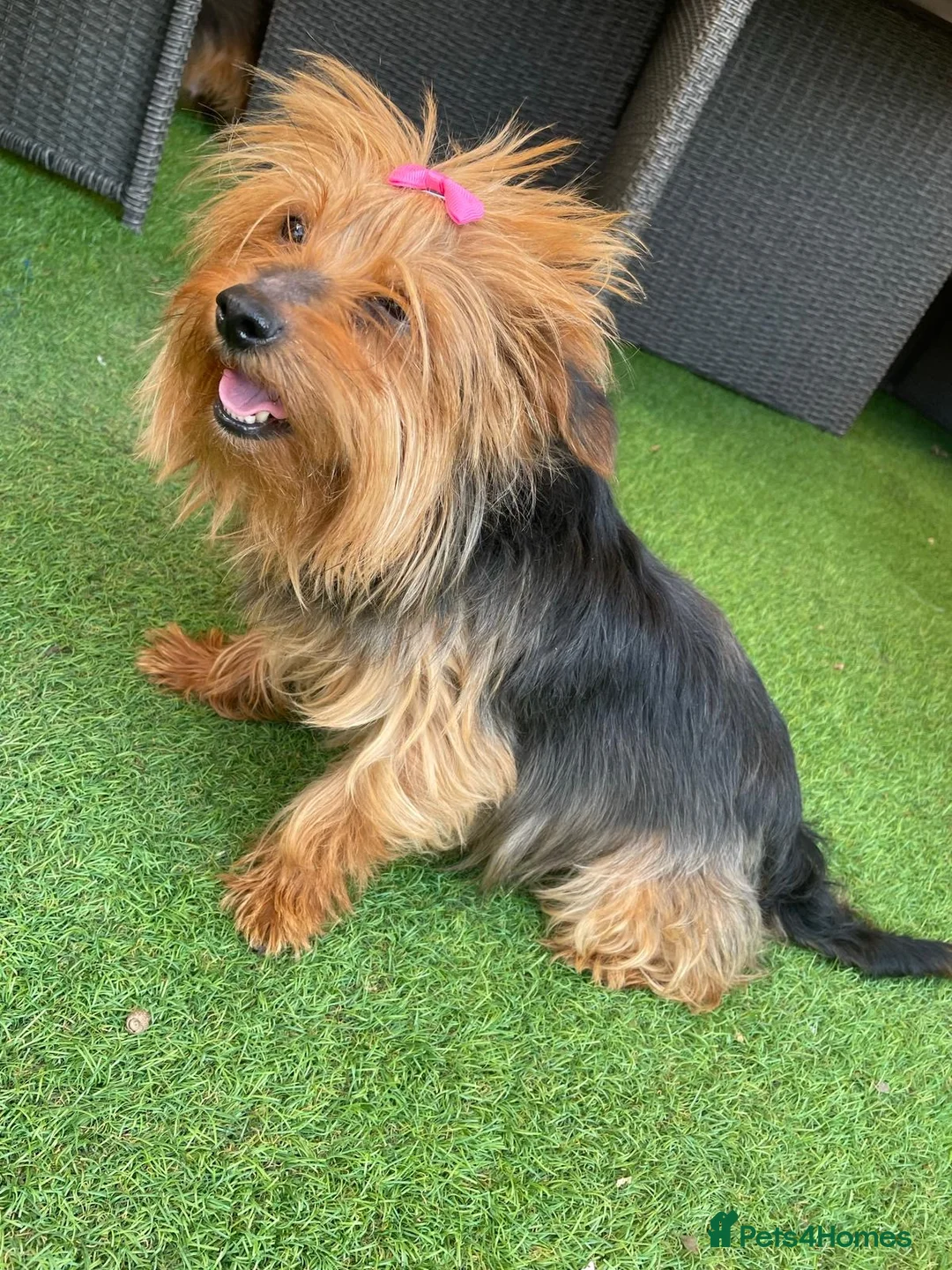 Yorkshire Terrier dogs for sale: Two beautiful sisters - Advert 3