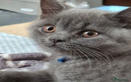 British Shorthair cats for sale: British Blue Short-hair 4 kittens for sale  - Image 13