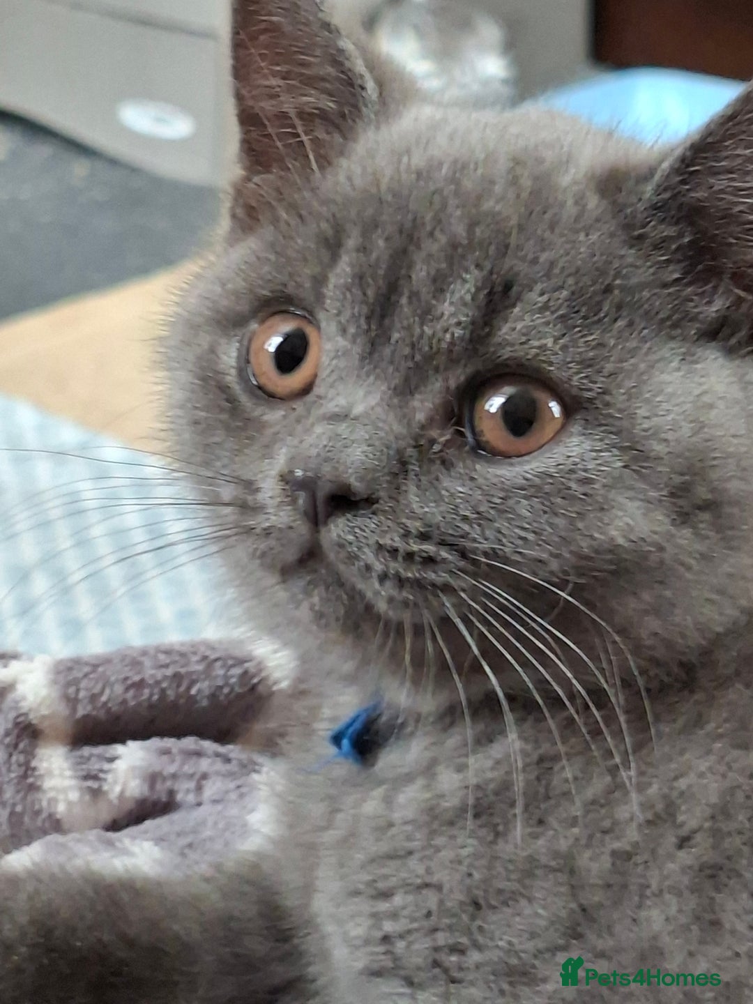 British Shorthair cats for sale: British Blue Short-hair 4 kittens for sale  - Image 13