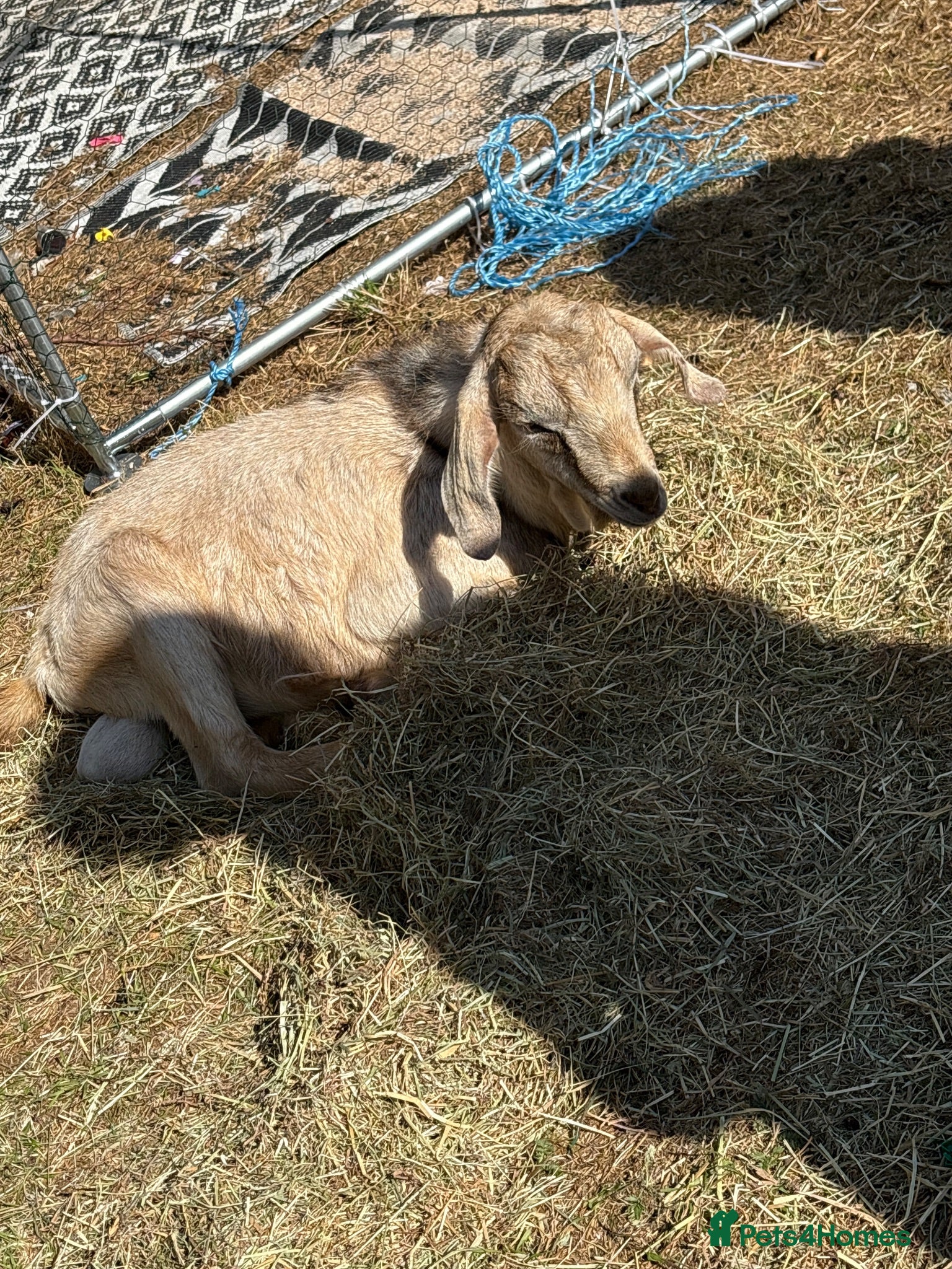 Goats livestock Billy goat - Advert 7