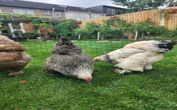 Chickens poultry for sale: Hatching eggs - Image 19