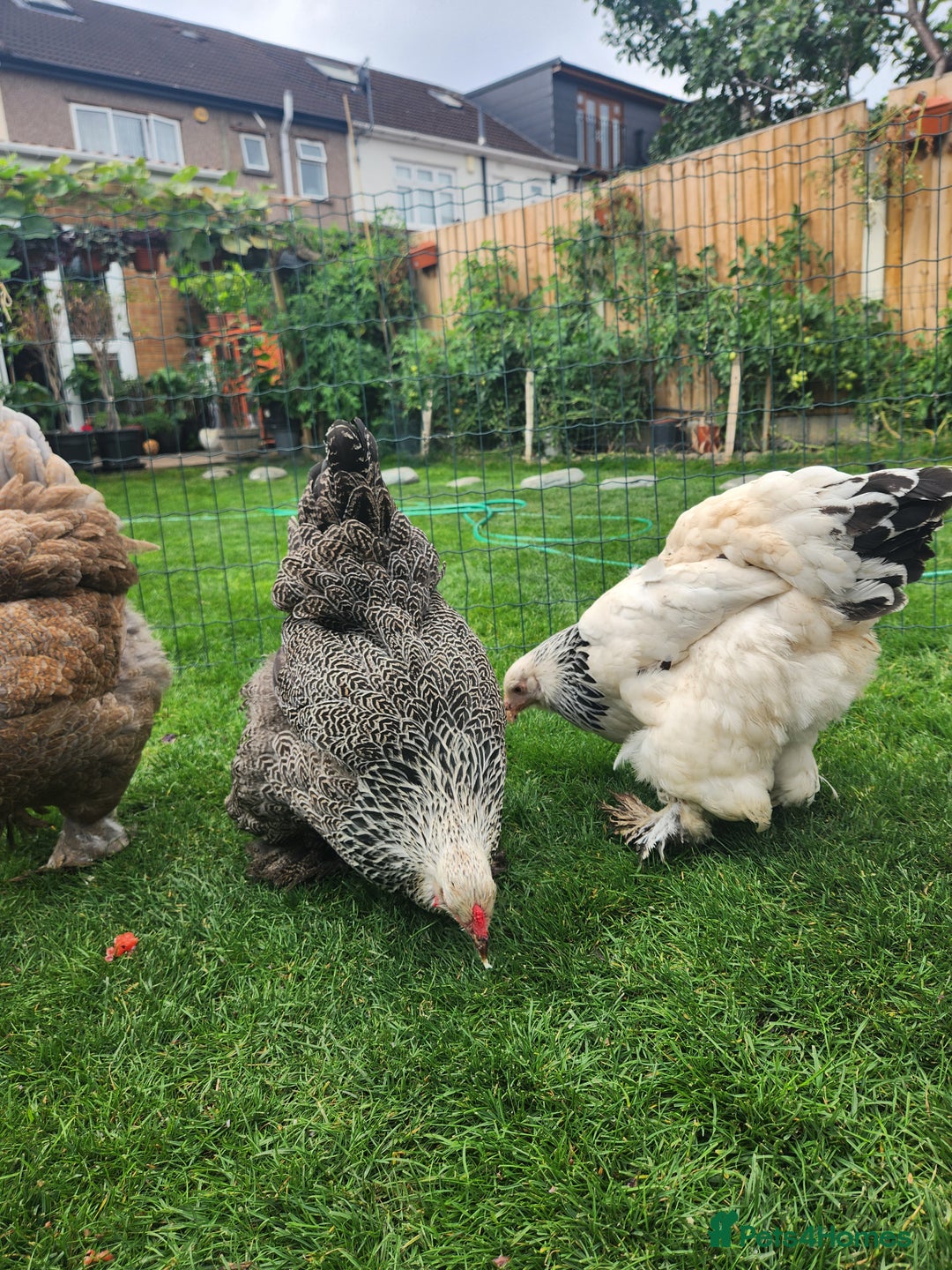 Chickens poultry for sale: Hatching eggs - Image 19