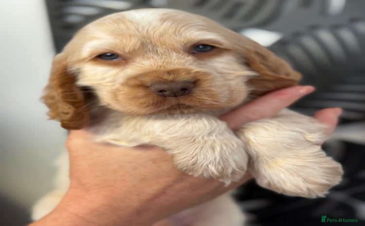 Cocker Spaniel dogs - Advert 4
