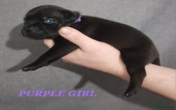 Staffordshire Bull Terrier dogs for sale: 9 beautiful black Staffordshire Bullterriers - Image 13