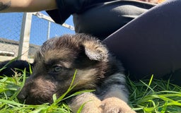 German Shepherd dogs for sale: German shepherd puppies  - Image 21