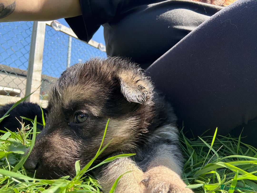 German Shepherd dogs for sale: German shepherd puppies  - Image 21