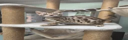Bengal cats for sale: TICA REGISTERED BROWN ROSETTED BENGAL KITTENS  - Advert 27