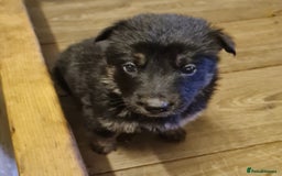 German Shepherd dogs for sale: German Shepherd Puppies For Sale - Image 5