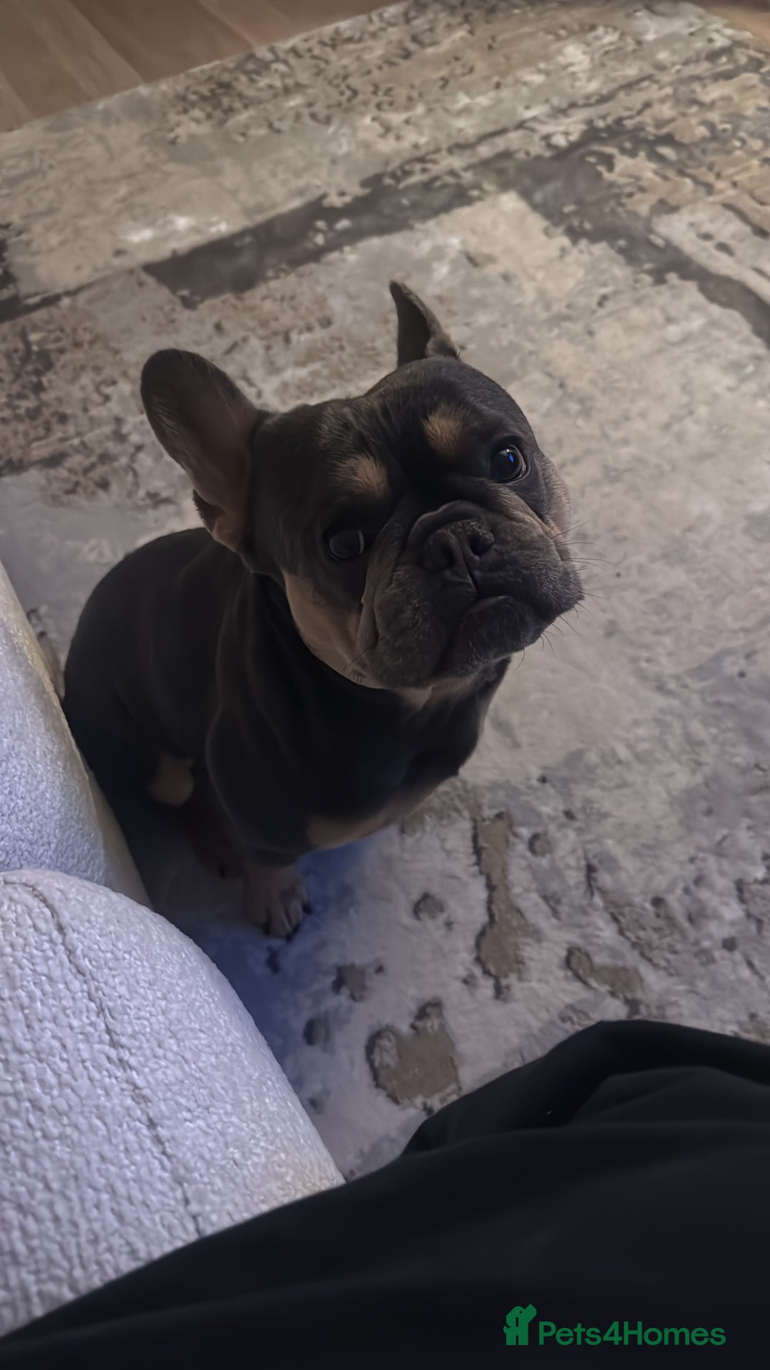 French Bulldog dogs for stud: Bleu Law - Advert 4