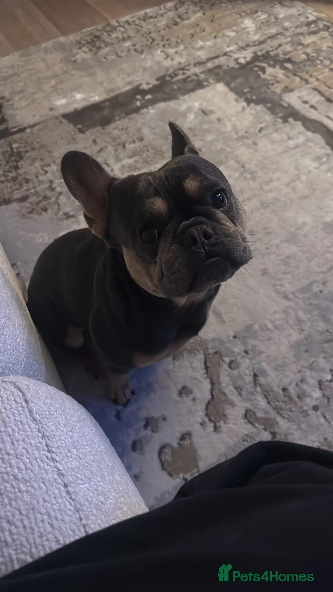 French Bulldog dogs for stud: French Bulldog Blue and Tan - Advert 4