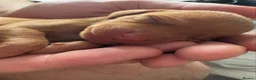 Hungarian Vizsla dogs for sale: Outstanding KC Registered Hungarian Vizsla Puppies - Advert 11
