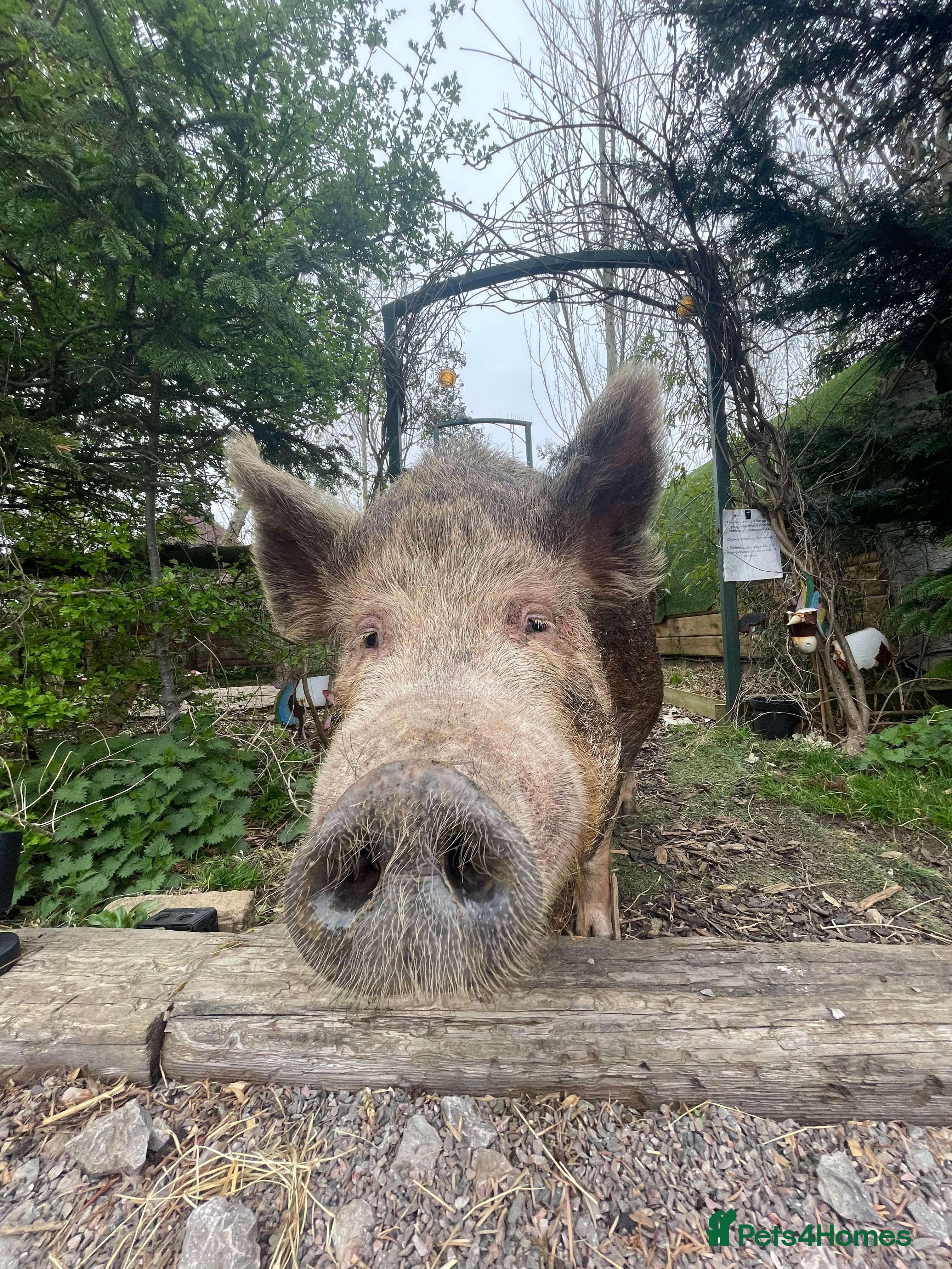 Pig livestock Iron Age pig - Advert 7