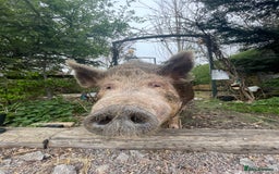 Pig livestock for sale: Three little pigs, Iron Age & Kune - Image 1