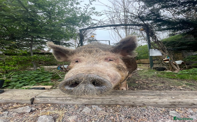 Pig livestock - Advert 1