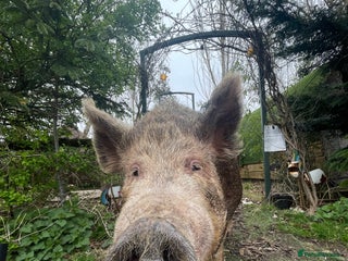 Pig livestock - Advert 2