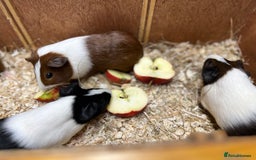 Guinea Pig rodents for sale: Bonded boars/boys - Image 14